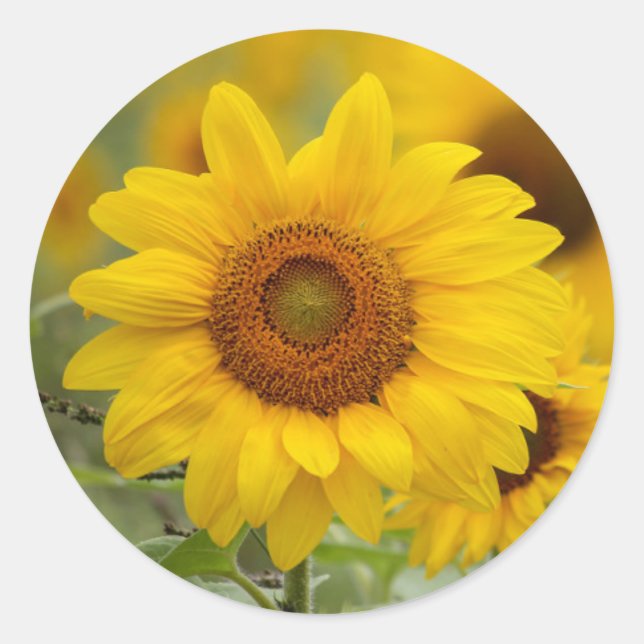 Sunflower Floral Classic Round Sticker (Front)