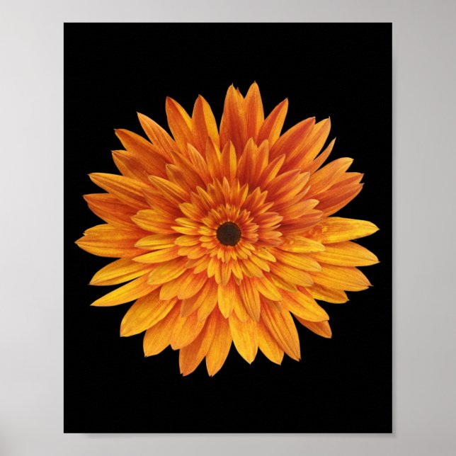 sunflower flower flowers   poster (Front)