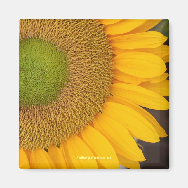 Sunflower Flower Photography Magnet (Front)