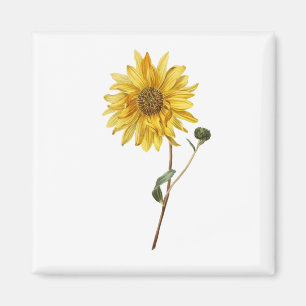 Sunflower Flower Plant Blossom Bloom Magnet
