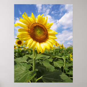 Sunflower Flower Print Poster Artwork Mural