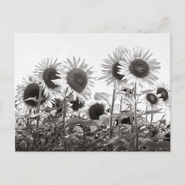 Sunflower Flowers in Black and White Postcard (Front)