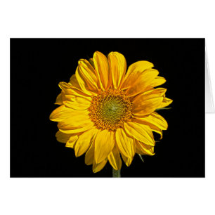 Sunflower gccna