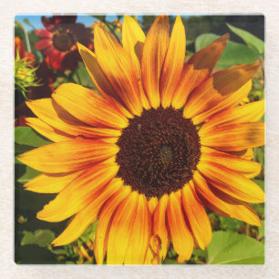 Sunflower Glass Coaster