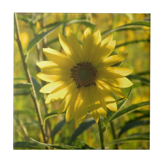 Sunflower Glow Ceramic Tile (Front)