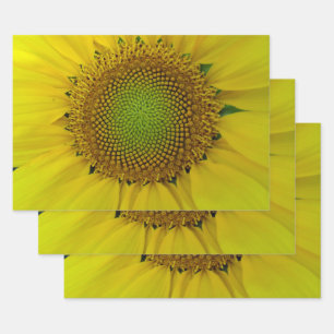 Sunflower Golden Ratio   Wrapping Paper Sheet