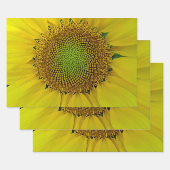 Sunflower Golden Ratio   Wrapping Paper Sheet (Set)