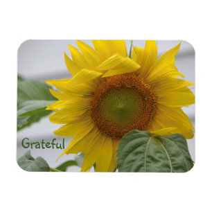 Sunflower Gratitude Magnet