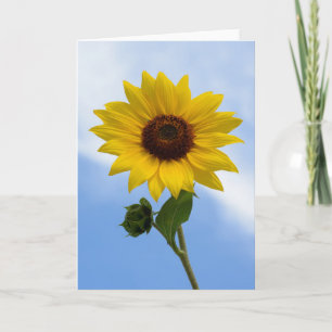 Sunflower Greeting Cards