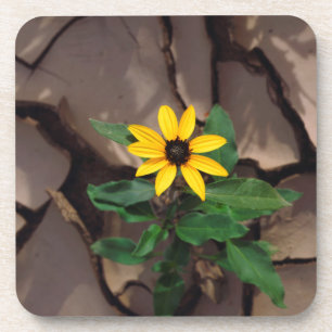 Sunflower growing from Cracked Mud Coaster