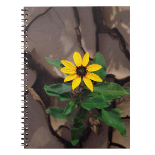 Sunflower growing from Cracked Mud Notebook