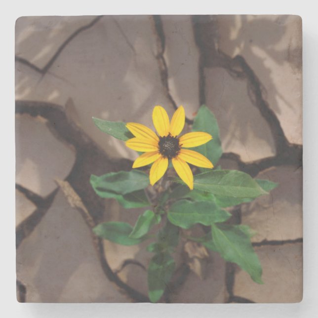 Sunflower growing from Cracked Mud Stone Coaster (Front)