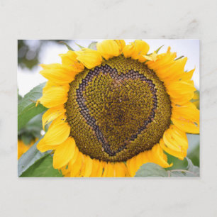 Sunflower Heart - post card