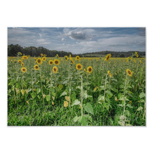 "Sunflower Heaven" Photograph (Front)