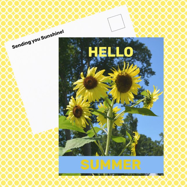 Sunflower Hello Summer Photographic Floral Postcard (Creator Uploaded)