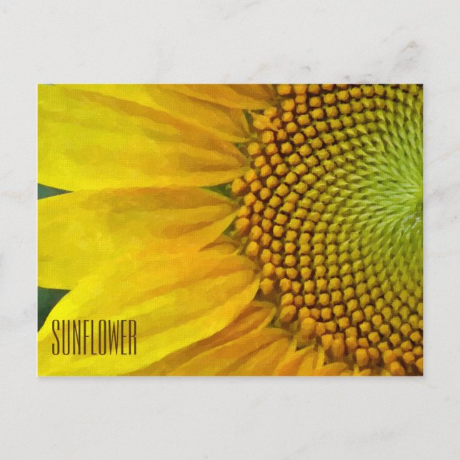 Sunflower Horizontal Postcard (Front)