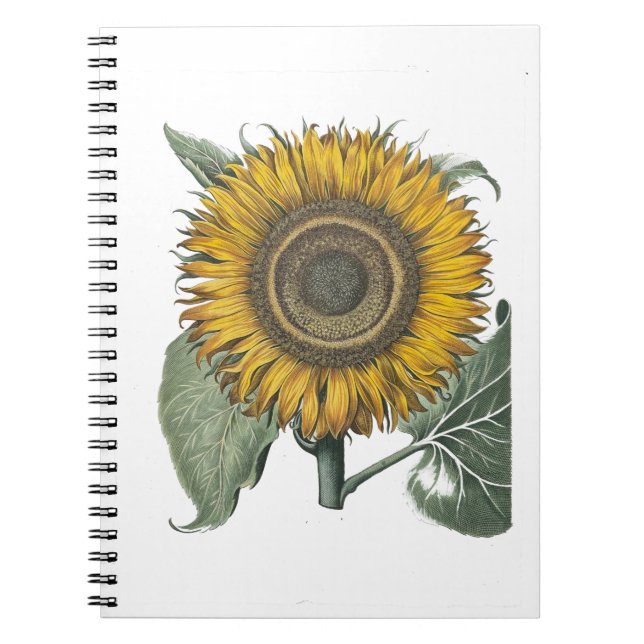 Sunflower Hortus Eystettensis , 1713  Notebook (Front)