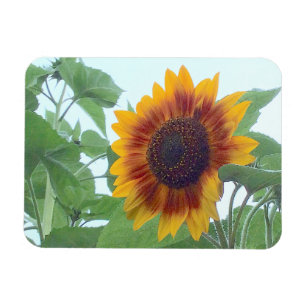Sunflower in a Pale Blue Sky --- Magnet