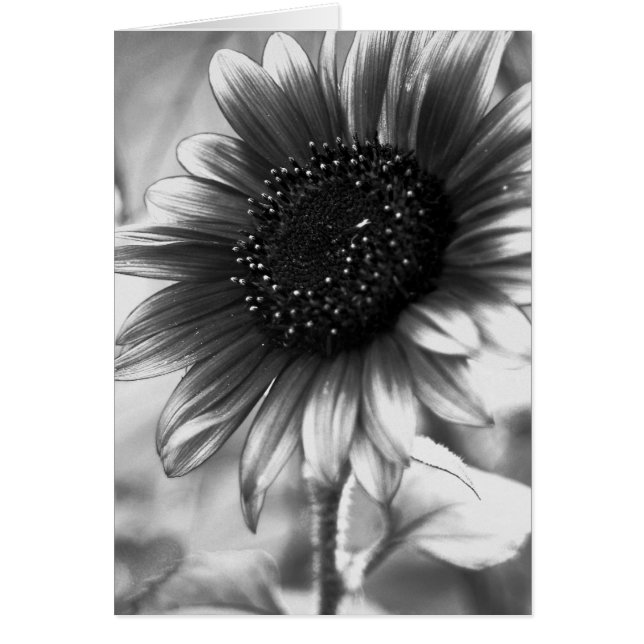 Sunflower in Black and White (Front)