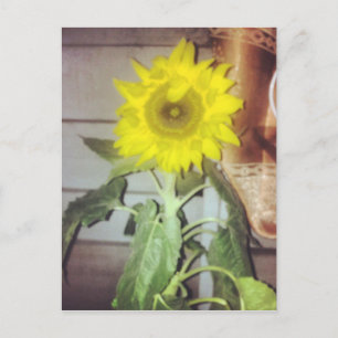 #sunflower in bloom postcard