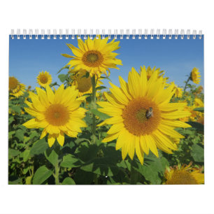 sunflower in blue sky colourful summer blossom calendar