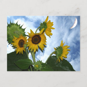 Sunflower In Full Bloom Postcard