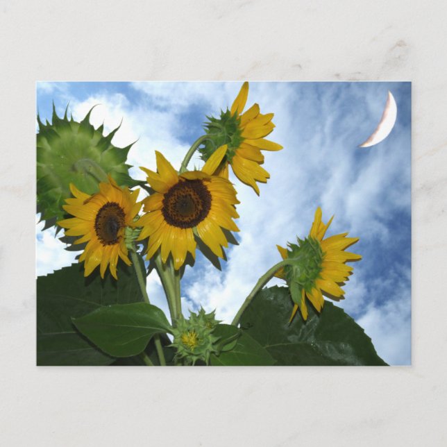 Sunflower In Full Bloom Postcard (Front)