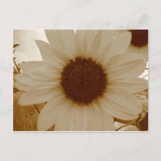 sunflower in sepia colour postcard (Front)