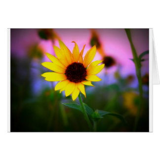 Sunflower in Sunset