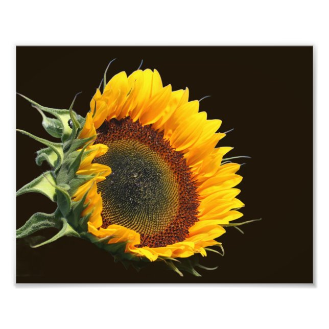 Sunflower In Sunshine 8x10 Photo Print (Front)