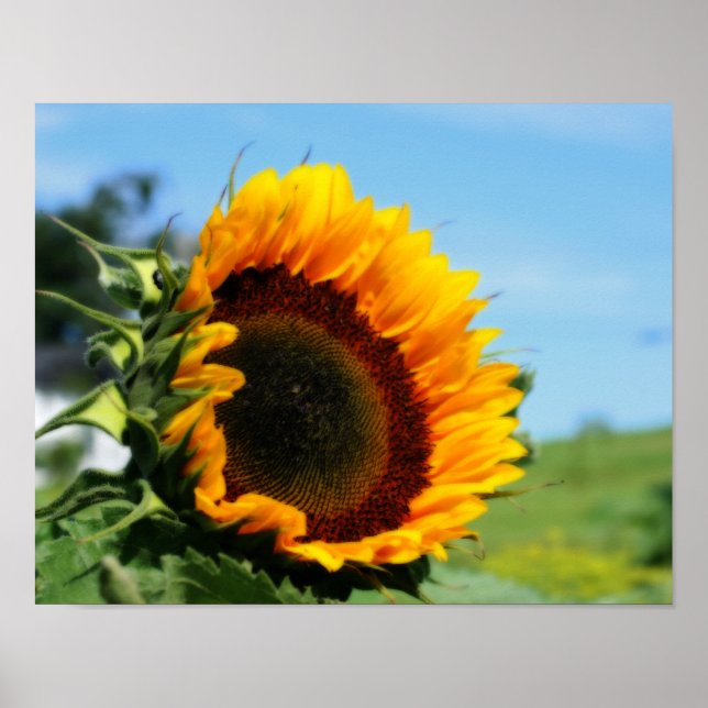 Sunflower In Sunshine Flower Poster (Front)