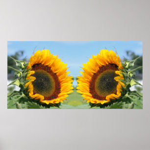 Sunflower In Sunshine Mirror Abstract  Poster