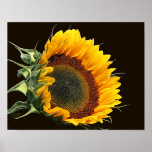 Sunflower In Sunshine   Poster