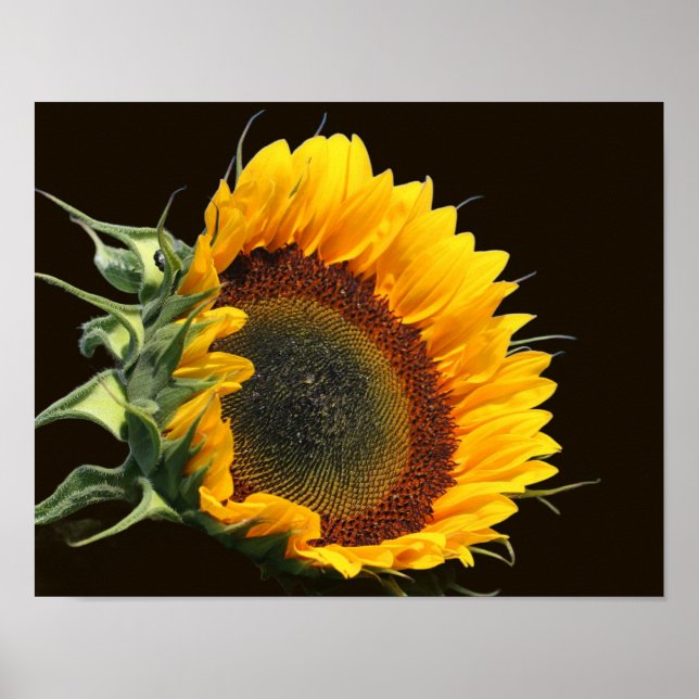 Sunflower In Sunshine   Poster (Front)