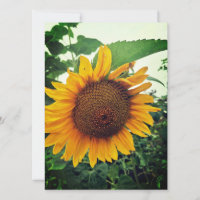 Sunflower in the Garden Blank Greeting Card