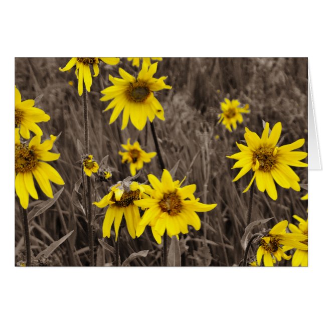 Sunflower in the Rocky Mountain (Front Horizontal)