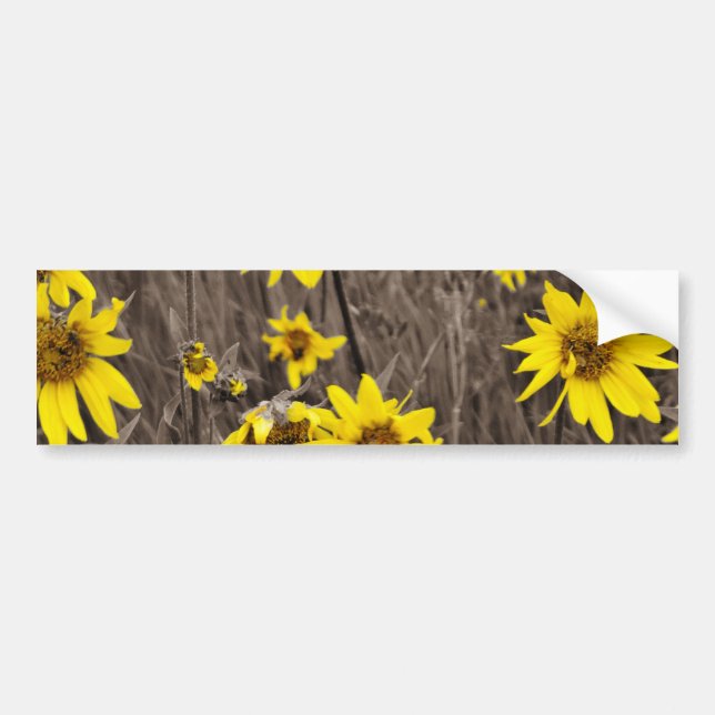 Sunflower in the Rocky Mountain Bumper Sticker (Front)