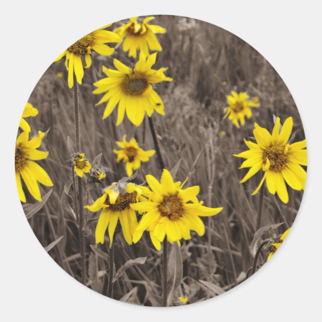 Sunflower in the Rocky Mountain Classic Round Sticker (Front)