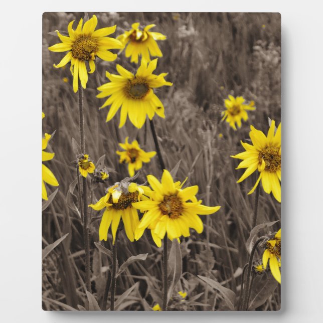 Sunflower in the Rocky Mountain Plaque (Front)