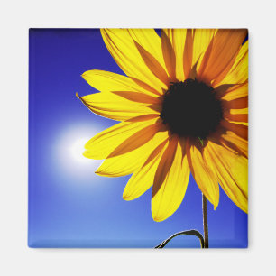 Sunflower in the Sun Magnet