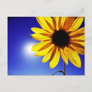 Sunflower in the Sun Postcard