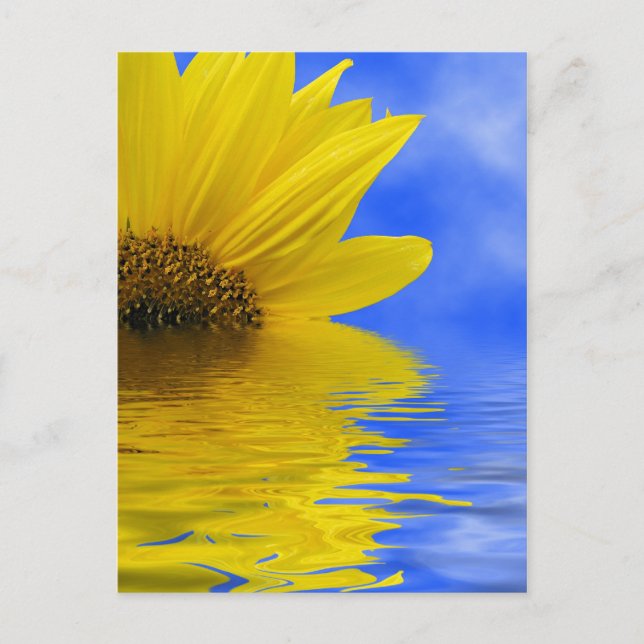 Sunflower in water postcard (Front)