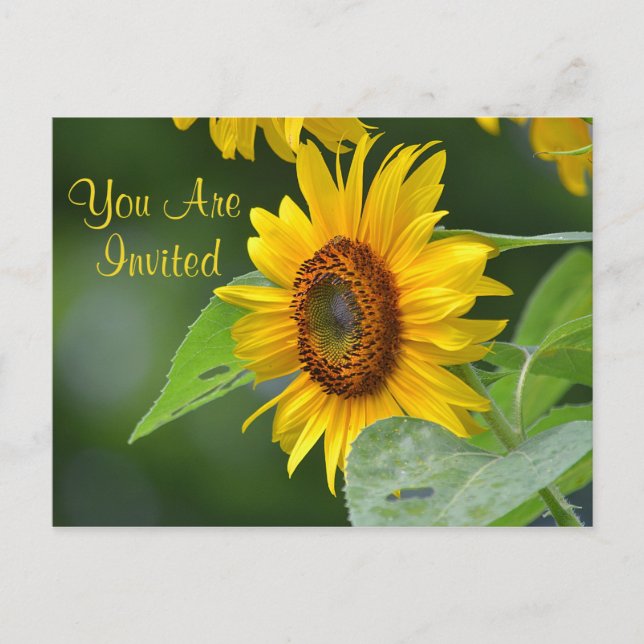 Sunflower Invitation Postcard (Front)