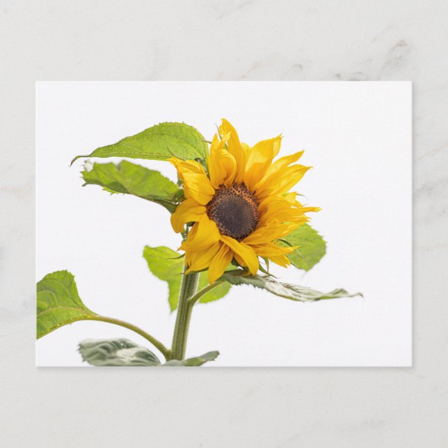 Sunflower Kissing the Sky Postcard (Front)