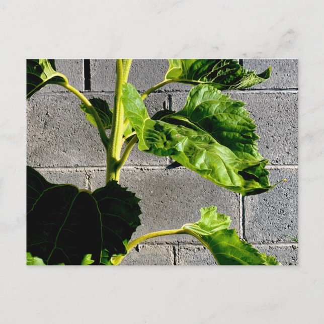 Sunflower Leaves Postcard (Front)