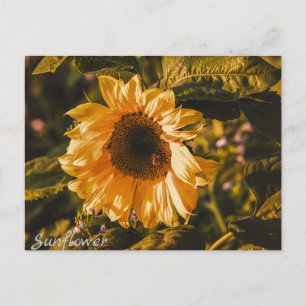 Sunflower Letter Postcard Communication Mail