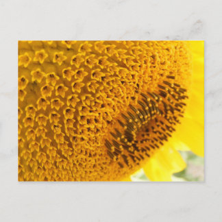 Sunflower - macro postcard