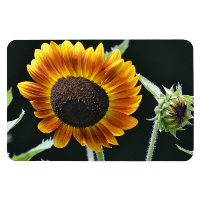 Sunflower Magnet (Horizontal)