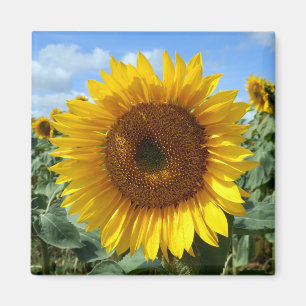 Sunflower Magnet