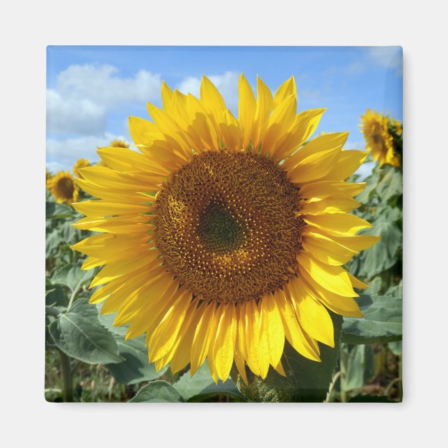 Sunflower Magnet (Front)